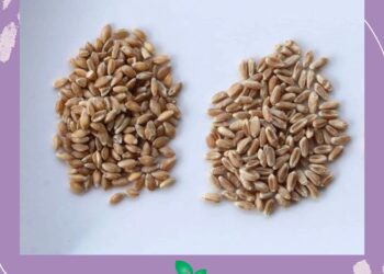 The Science of Sustainable Weight Management