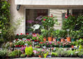 Breathe Easy and Get Air Purifying Plants Online With This Plant Nursery in Gurgaon